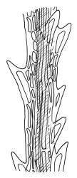 Dicranoloma dicarpum, upper laminal cells showing margins and costa, c. ¼ below leaf apex. Drawn from A.J. Fife 7277, CHR 405869, and S. McLennan s.n., 28 Jan. 1985, CHR 466336.
 Image: R.C. Wagstaff © Landcare Research 2018 